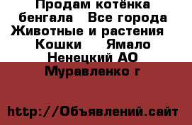 Продам котёнка бенгала - Все города Животные и растения » Кошки   . Ямало-Ненецкий АО,Муравленко г.